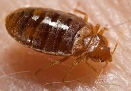 Bed bug close-up - bed bug treatment in Moose Jaw Saskatchewan
