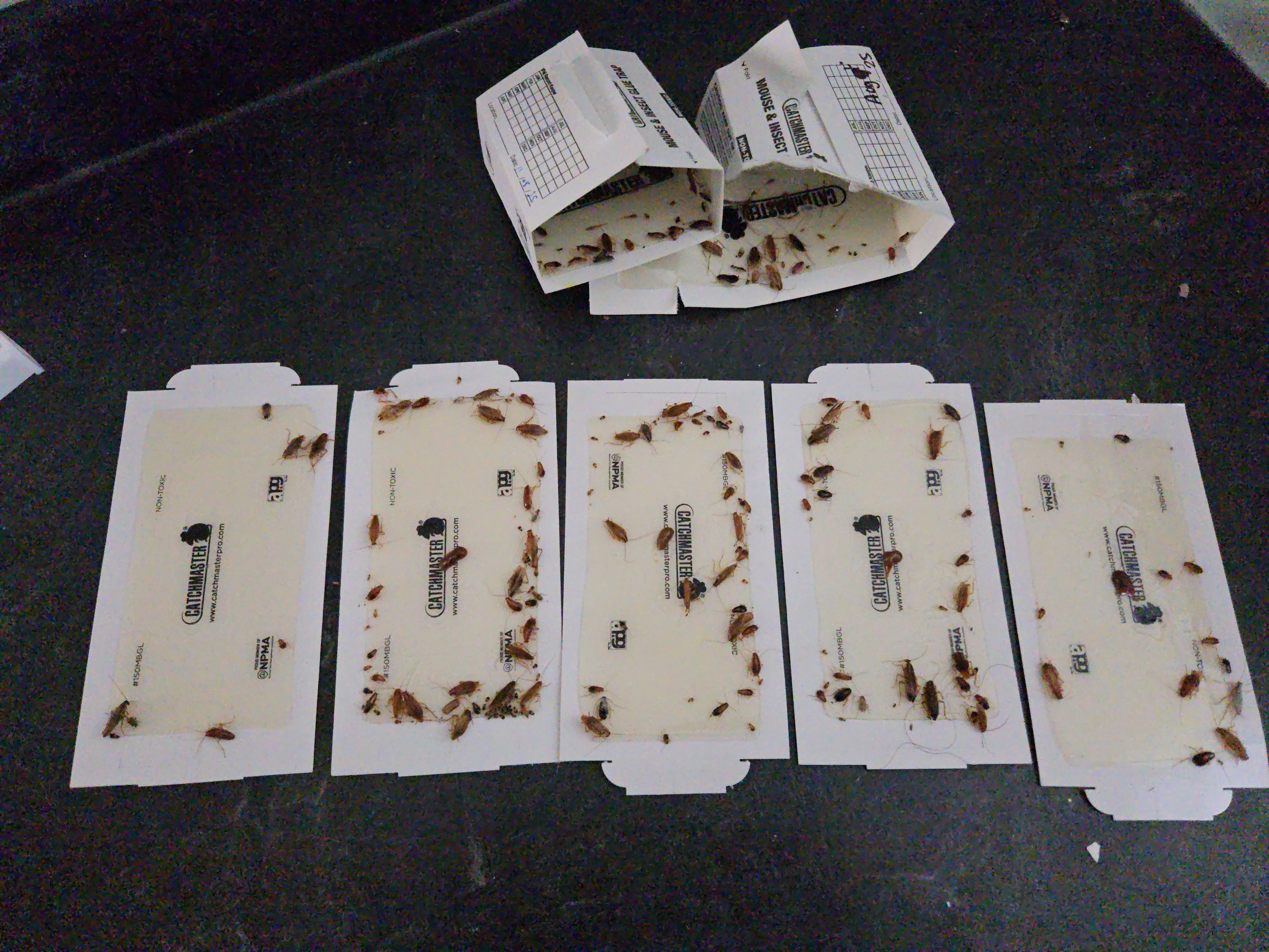Cockroach infestation treatment results in Moose Jaw home