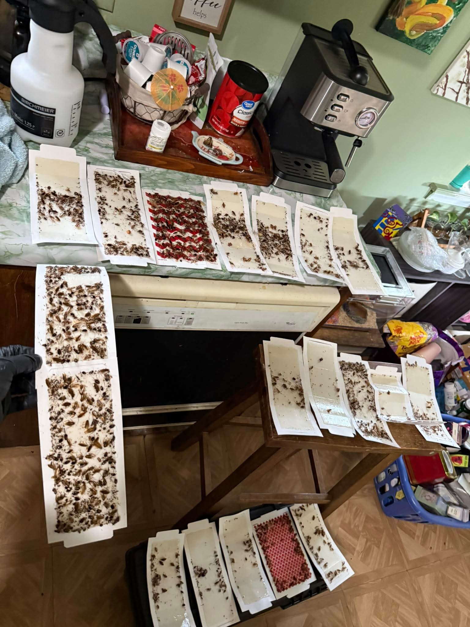 Cockroach sticky traps from pest control treatment in Moose Jaw Saskatchewan