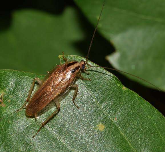 Cockroach infestation - cockroach control in Moose Jaw Saskatchewan