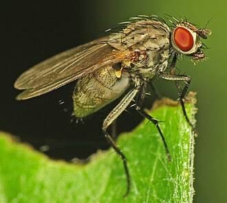 Fly infestation - fly control in Moose Jaw Saskatchewan
