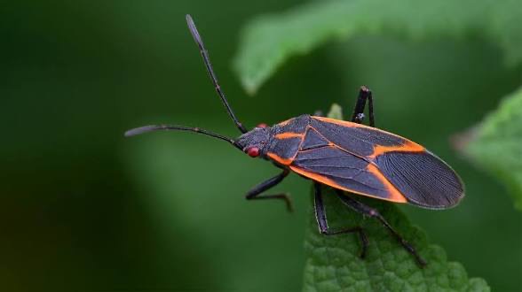 Maple bug - maple bug treatment in Moose Jaw Saskatchewan
