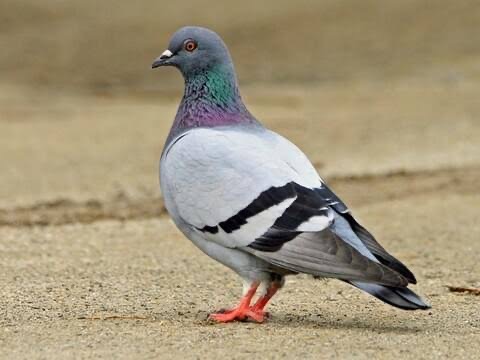 Pigeon - pigeon control in Moose Jaw Saskatchewan