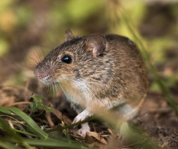 Mouse - rodent control in Moose Jaw Saskatchewan