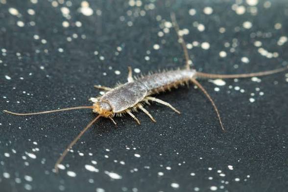 Sow bug pillbug - basement pest treatment in Moose Jaw Saskatchewan