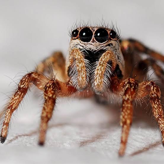 Spider - spider control in Moose Jaw Saskatchewan