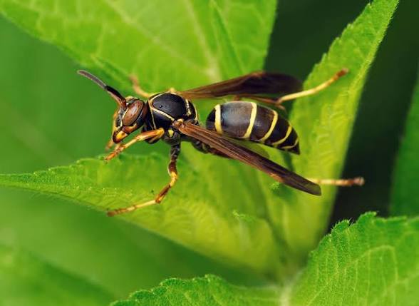 Wasp nest - wasp and hornet removal in Moose Jaw Saskatchewan